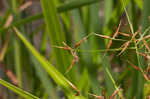 Shortbristle horned beaksedge